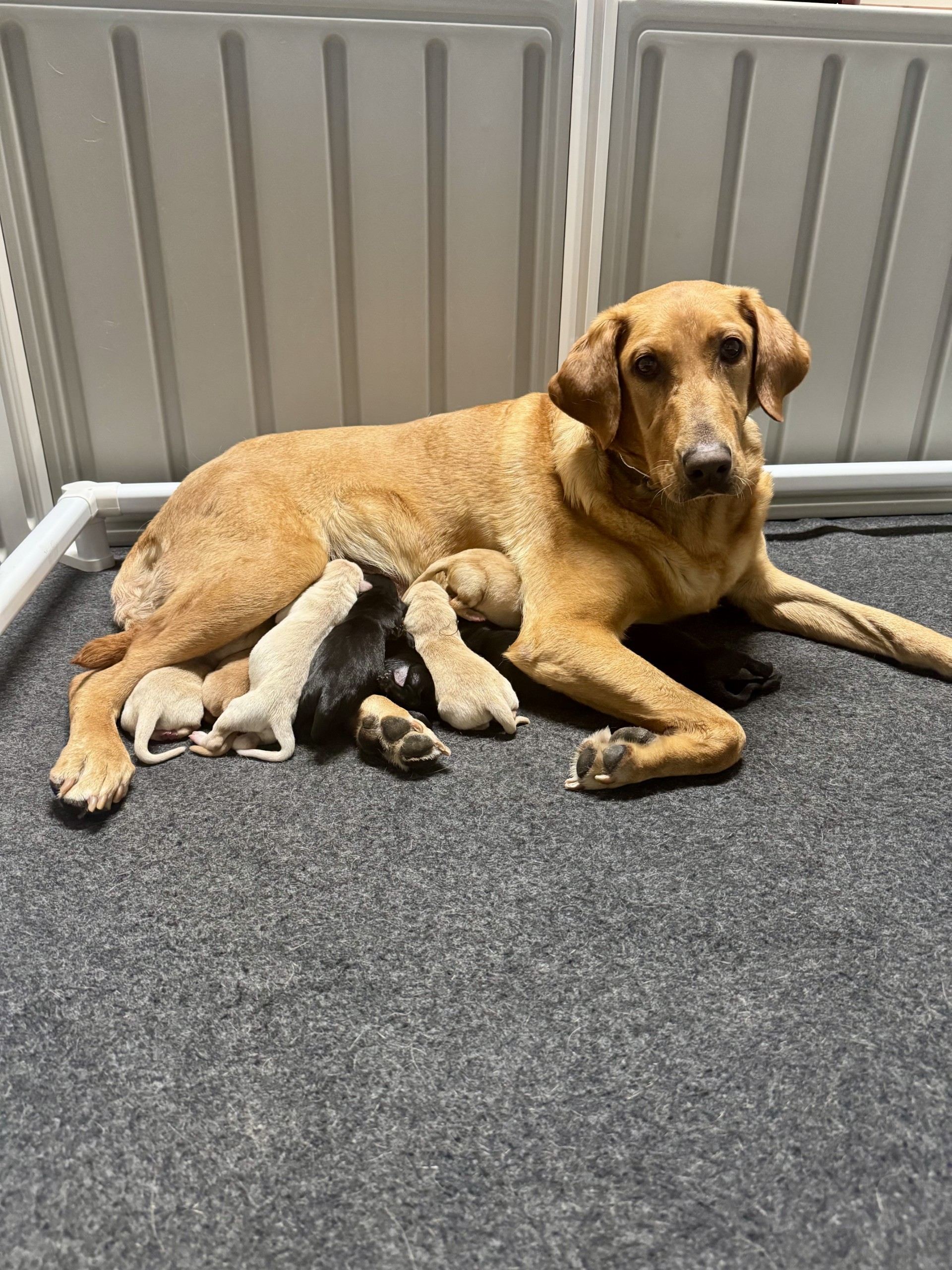 Nelli with puppies