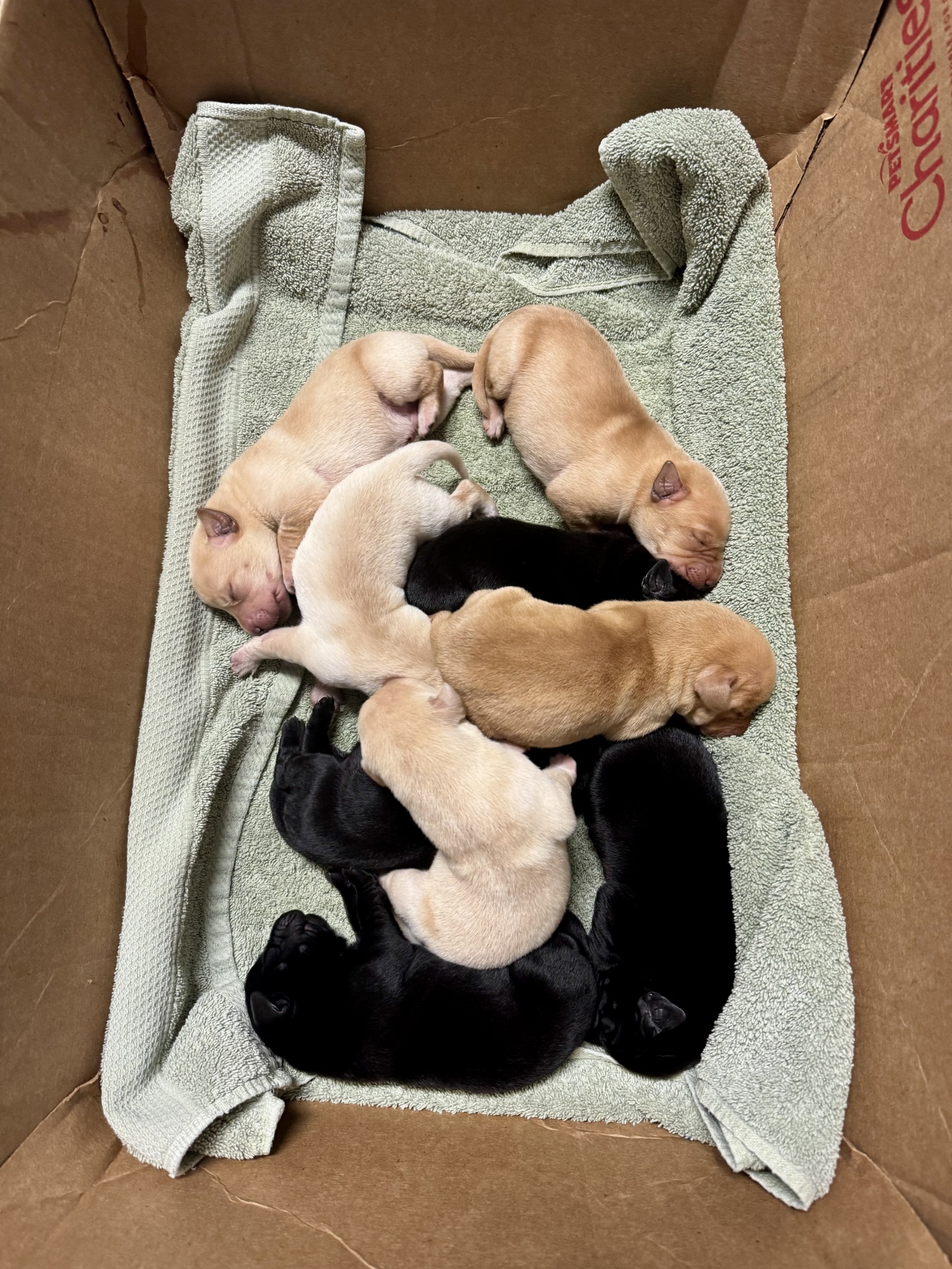 2026 litter puppies